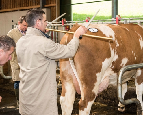 Bewerterschulung 2015 in der Steiermark: Bewertung am Tier